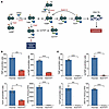 NUDT5 deletion impairs intracellular metabolism of thiopurines.