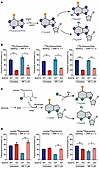 Stable isotope tracing of purine synthesis pathways highlights the contribu