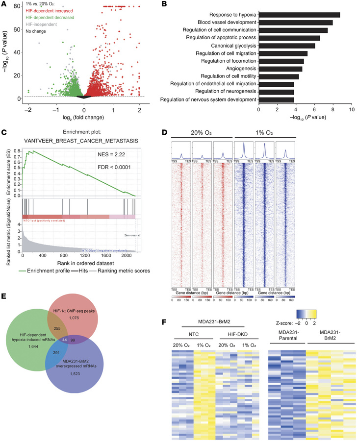 Identification of HIF target genes in brain-metastatic BC cells by RNA-S...