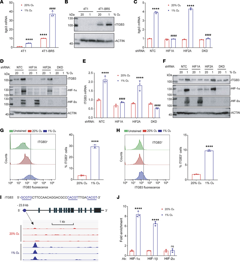 
ITGB3 is a direct HIF-1 target gene.
(A and B) ITGB3 mRNA and protein w...