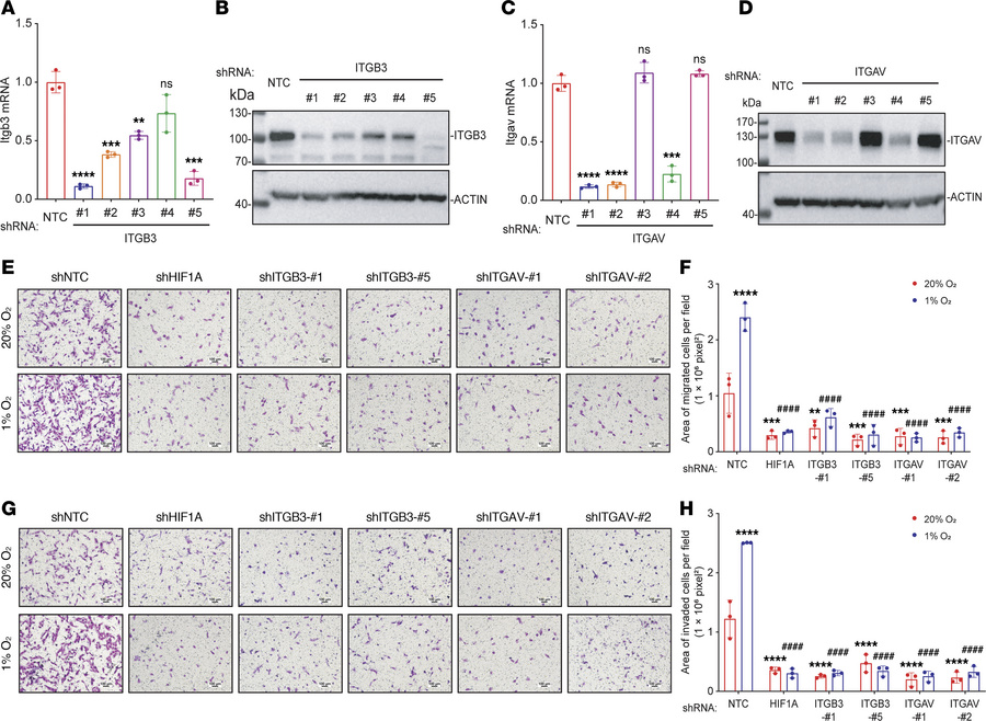 ITGB3 expression is required for hypoxia-induced migration and invasion ...