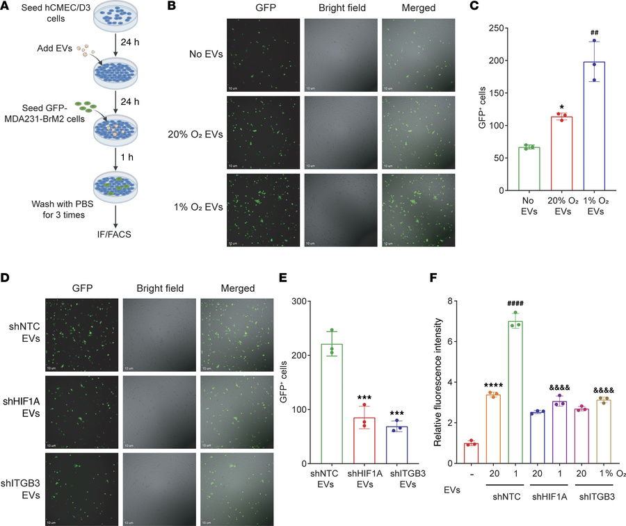ITGB3+ EVs promote interaction of BC cells with ECs and increase endothe...