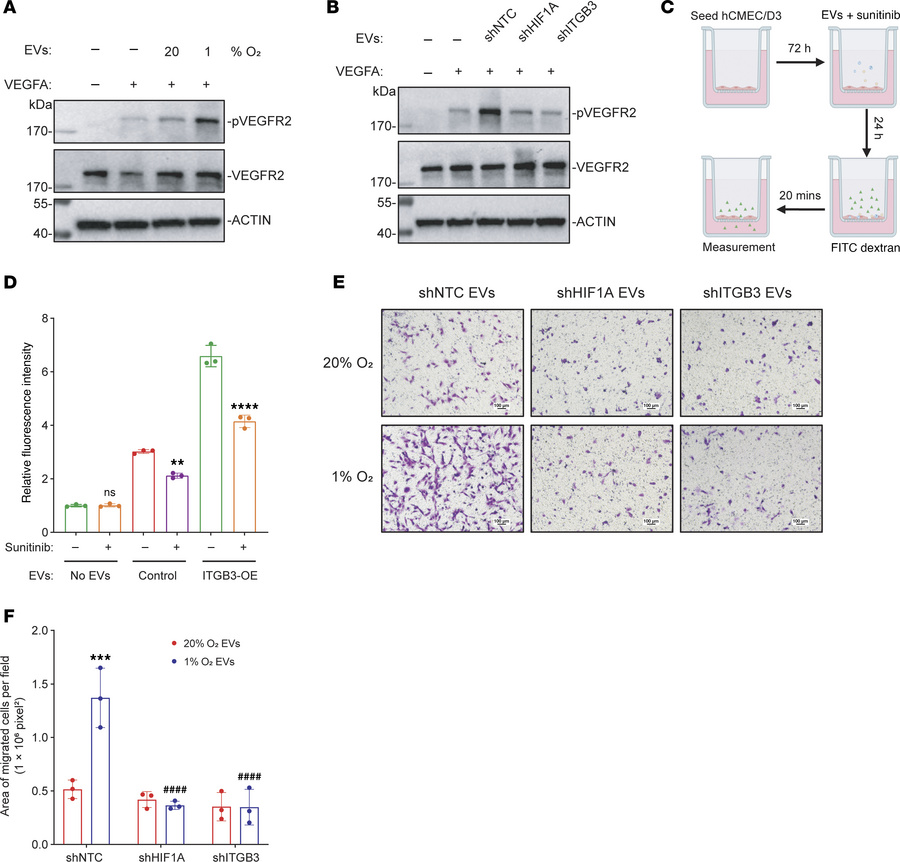ITGB3+ EVs increase permeability of brain ECs by augmenting VEGFR2 signa...