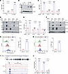 ITGB3 is a direct HIF-1 target gene.