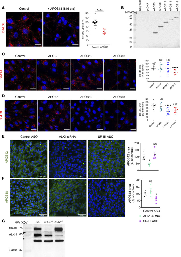 EC uptake of APOB100/APOB48 chylomicrons and LDL.
Human aortic ECs were ...