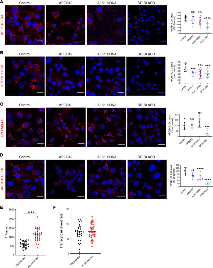 ALK1-mediated lipoprotein uptake requires APOB100.
(A) Uptake of chylomi...