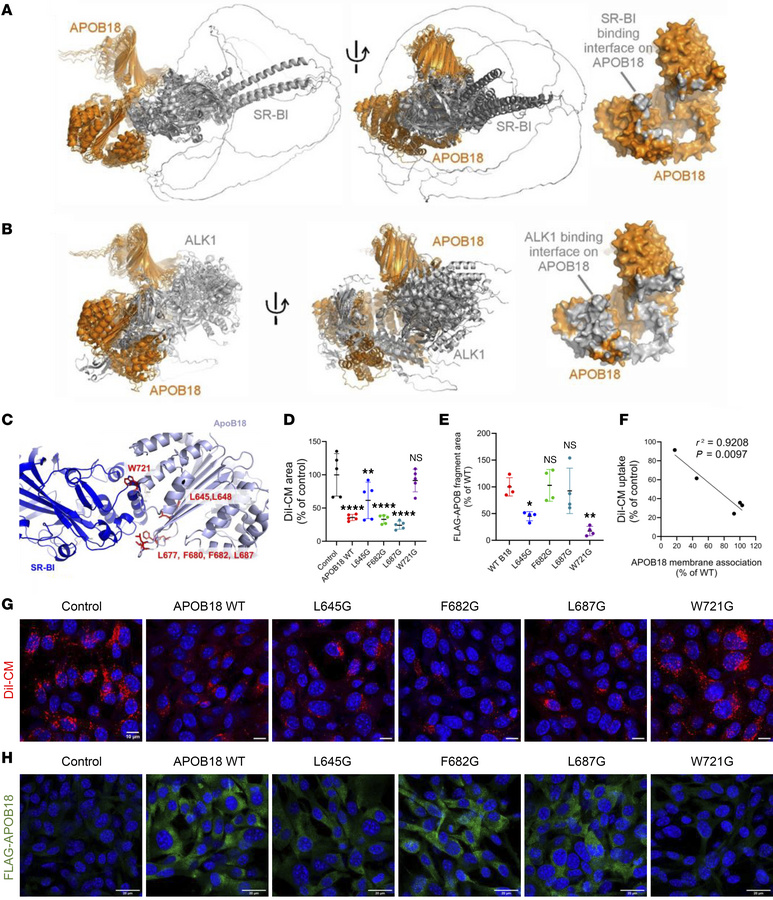 Molecular modeling and mutational studies of APOB18 complexes.
(A and B)...