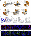 Molecular modeling and mutational studies of APOB18 complexes.