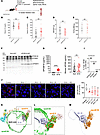 APOB18 blocks EC chylomicron uptake at low relative concentrations.