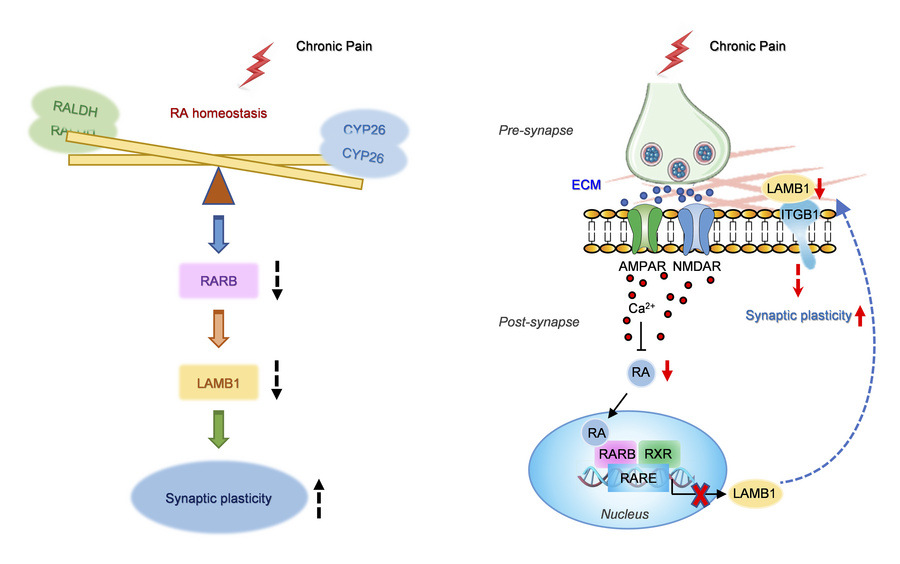 graphical abstract