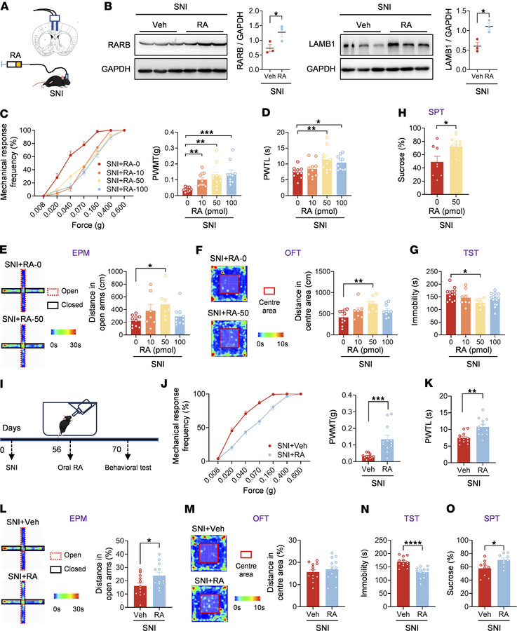 Administration of RA relieves established pain hypersensitivity and anxi...