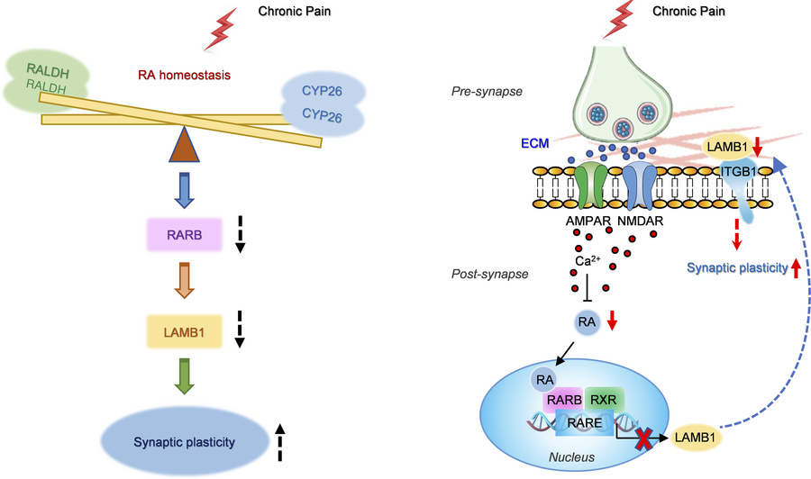 graphical abstract