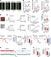 RARB overexpression in ACC normalizes abnormal structural and functional pl