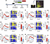 RARB overexpression in ACC alleviates neuronal hyperactivity induced by SNI