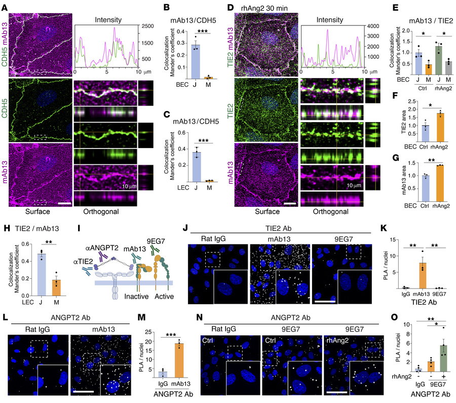 ANGPT2 and TIE2 differentially interact with active and inactive β1-inte...