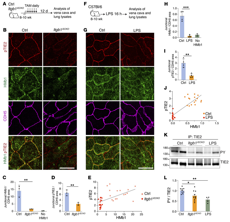 Regulation of phosphorylated TIE2 and β1-integrin in cell junctions in I...