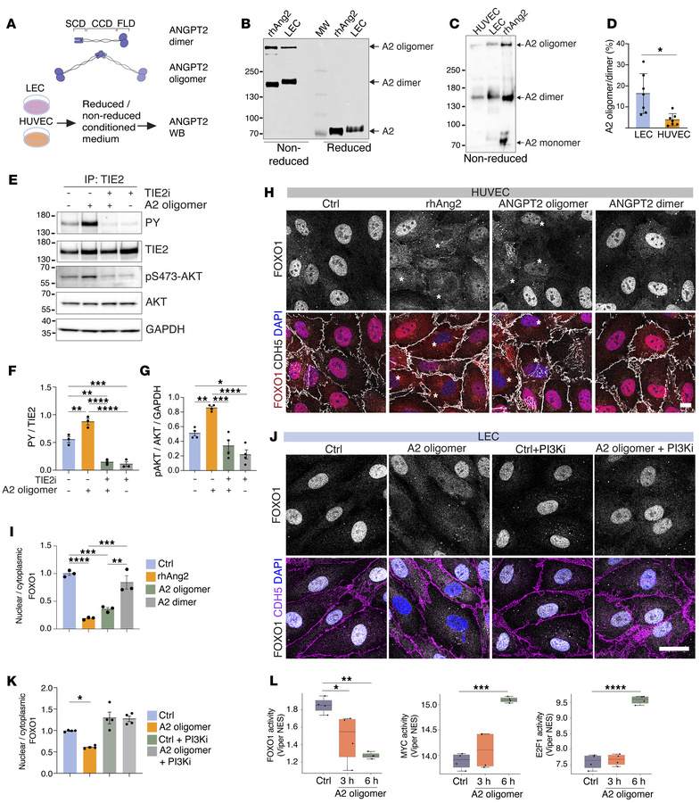 Oligomeric ANGPT2 induces TIE2/FOXO1 signaling in ECs.
(A) Schematic rep...