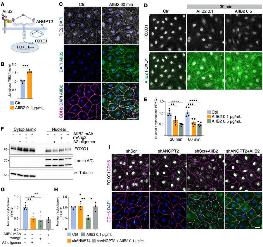 Inactive β1-integrin facilitates ANGPT2/TIE2/FOXO1 signaling in LECs.
(A...