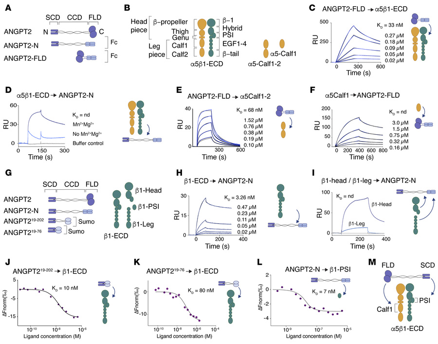 Direct interactions of α5β1-integrin with N- and C-terminal ANGPT2 domai...