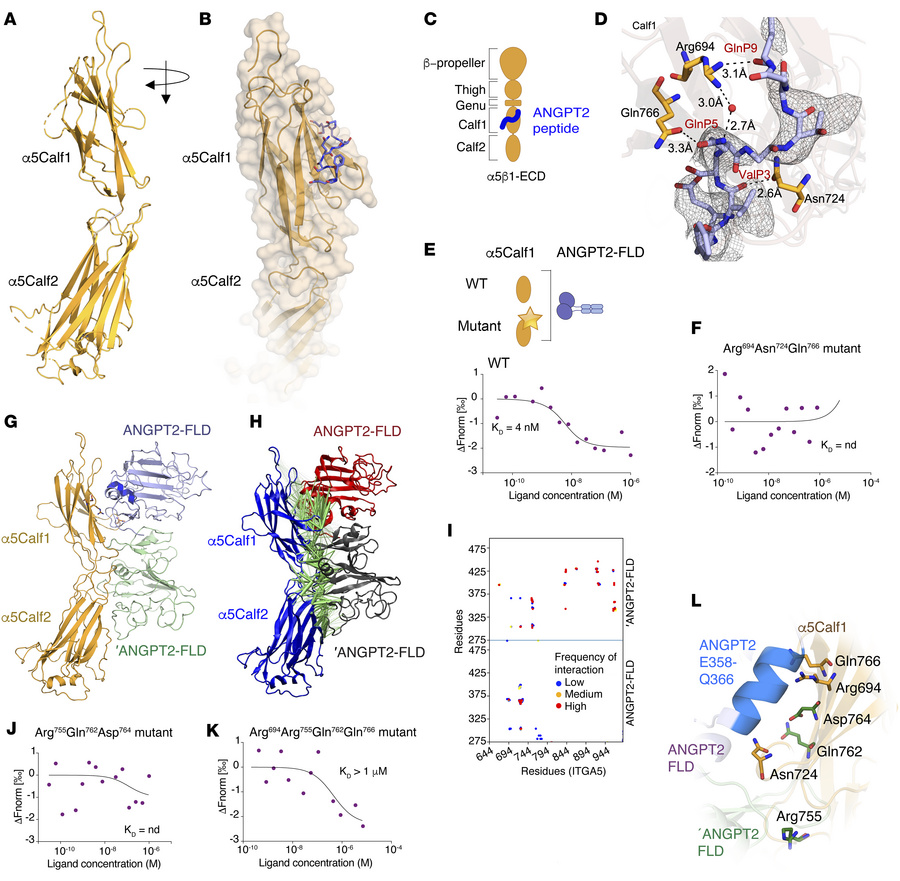 Crystal structure and MD simulations reveal the interface of ANGPT2 FLD–...