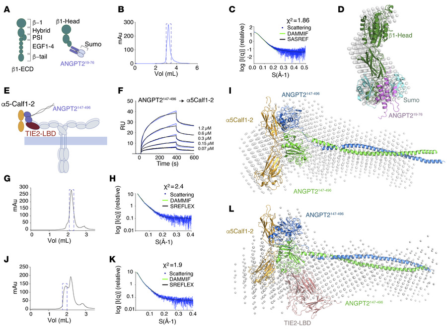 SAXS models of N-terminal and C-terminal ANGPT2 complexes with α5 and β1...