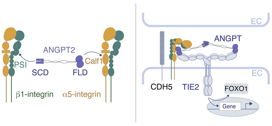 graphical abstract