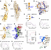 Crystal structure and MD simulations reveal the interface of ANGPT2 FLD–α5C