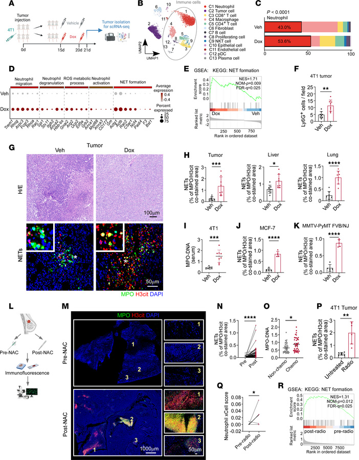 Chemotherapy and radiotherapy promote NET generation in breast cancer.
(...