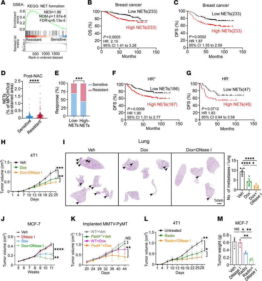 Enhanced NET generation impairs the efficacy of chemotherapy and radioth...