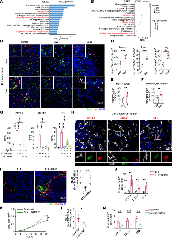 Macrophages promote CXCL1/2 and CFB elevation and NETosis via phagocytos...