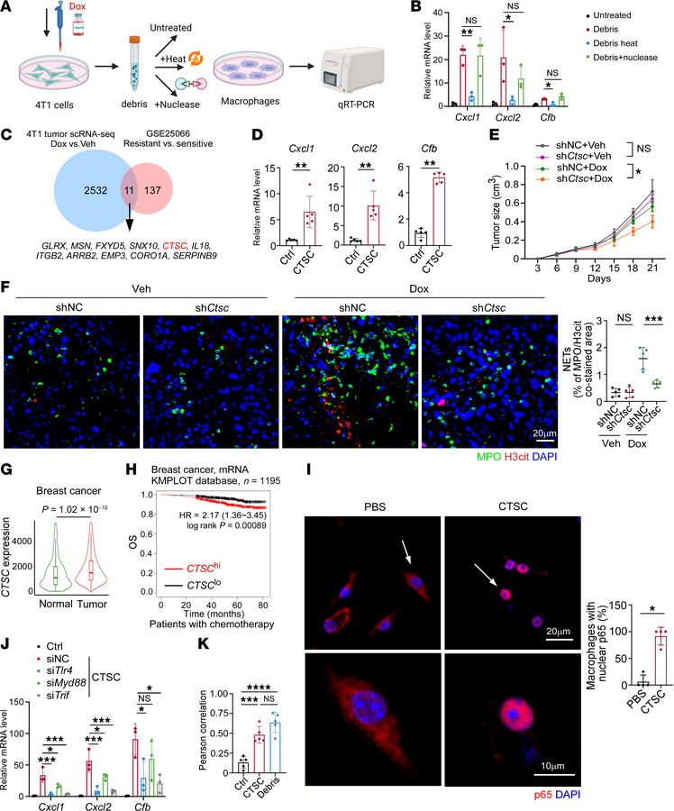 The protein CTSC in tumor debris contributes to NETosis after chemothera...