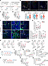 Macrophage-derived CXCL1/2 and CFB promote neutrophil infiltration and NETo