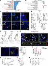 Macrophages promote CXCL1/2 and CFB elevation and NETosis via phagocytosis