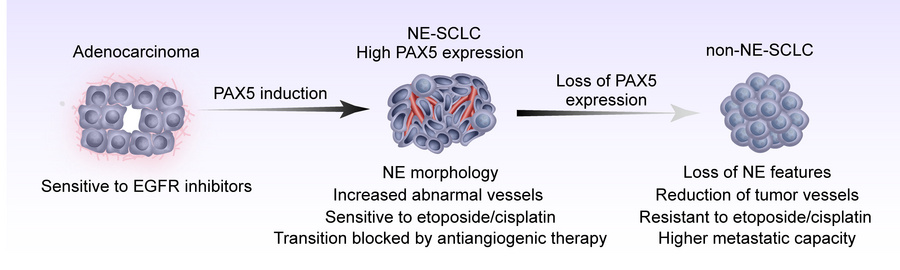 graphical abstract