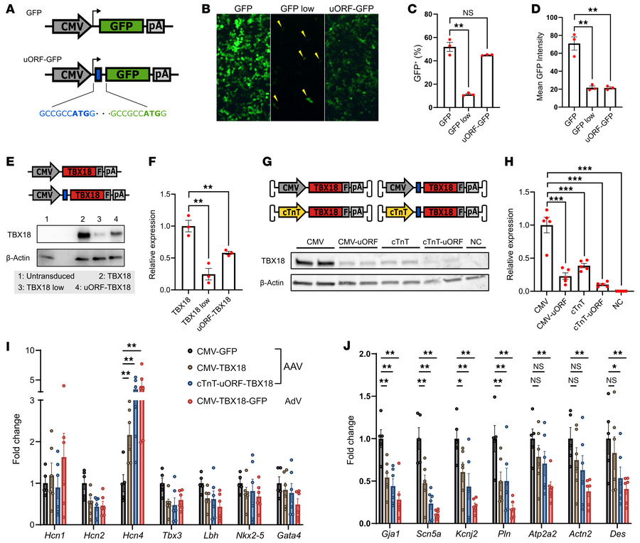 Dose-titrated expression cassette achieves low yet functional TBX18 expr...