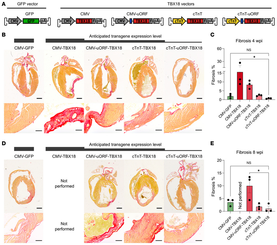 Long-term TBX18 expression delivered by cTnT-uORF-TBX18 vector does not ...