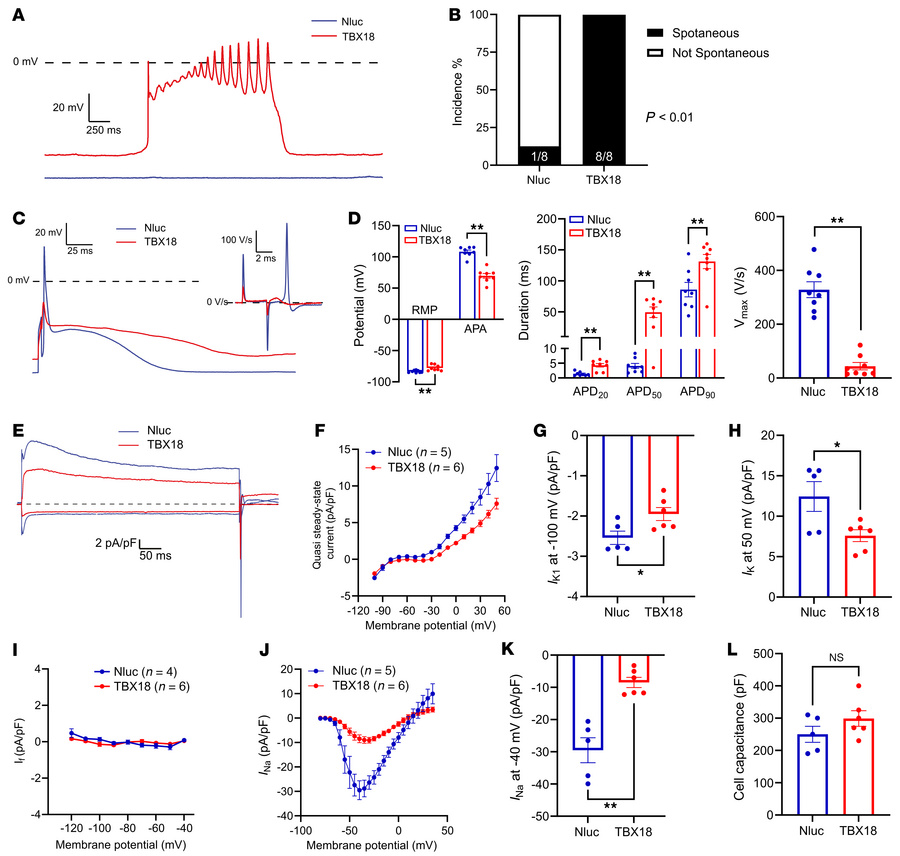 Long-term TBX18 expression at noncytotoxic level leads to ionic remodeli...