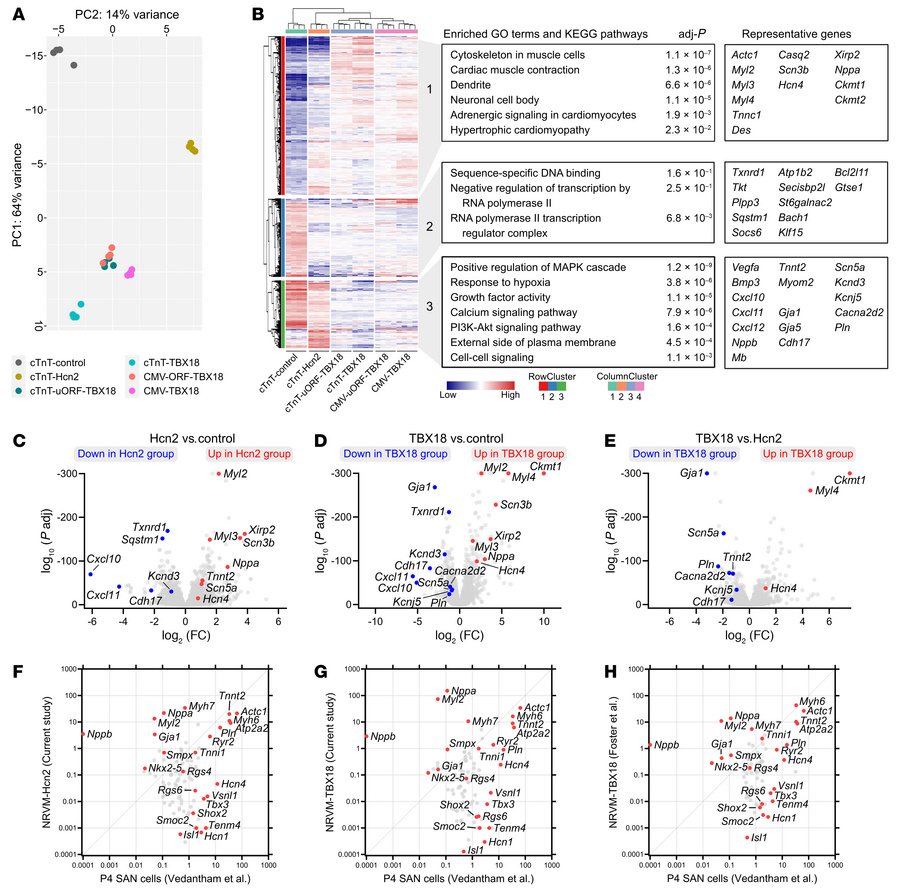 RNA-sequencing analysis reveals the transcriptional effects of Hcn2 and ...