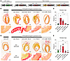 Long-term TBX18 expression delivered by cTnT-uORF-TBX18 vector does not ind