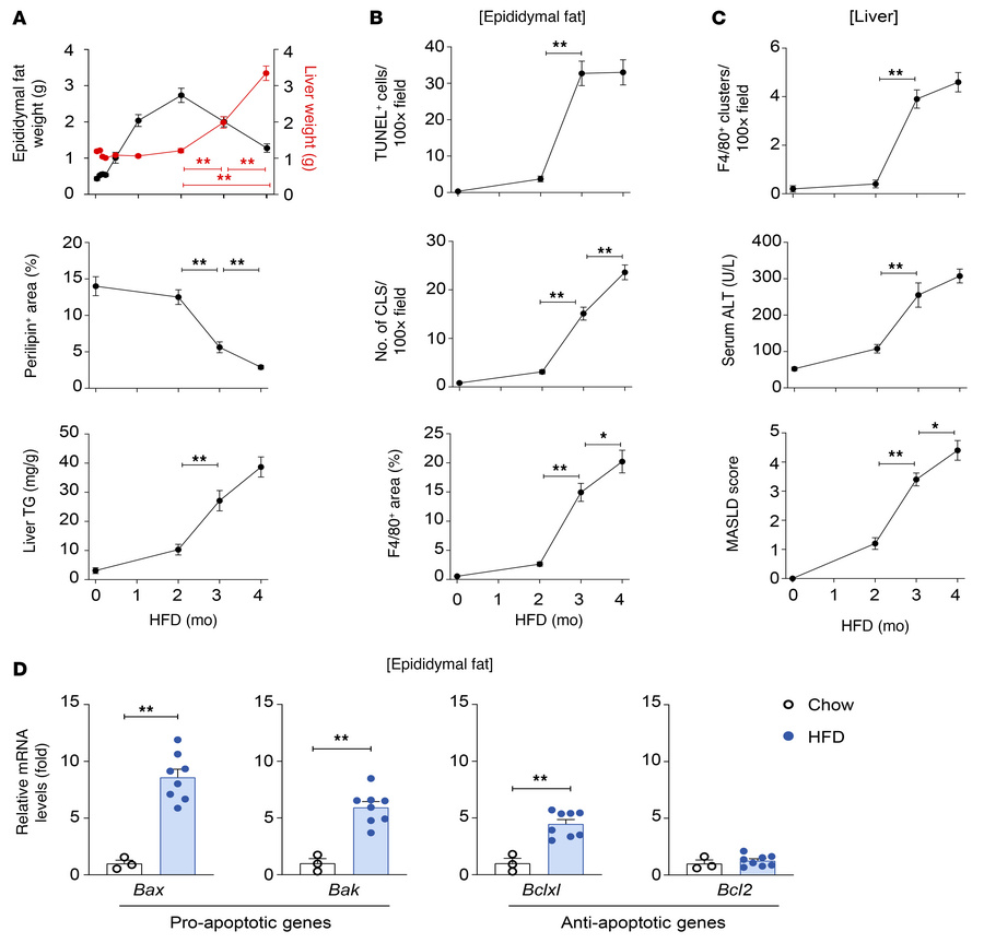Adipocyte death is correlated with liver fat accumulation and MASLD seve...