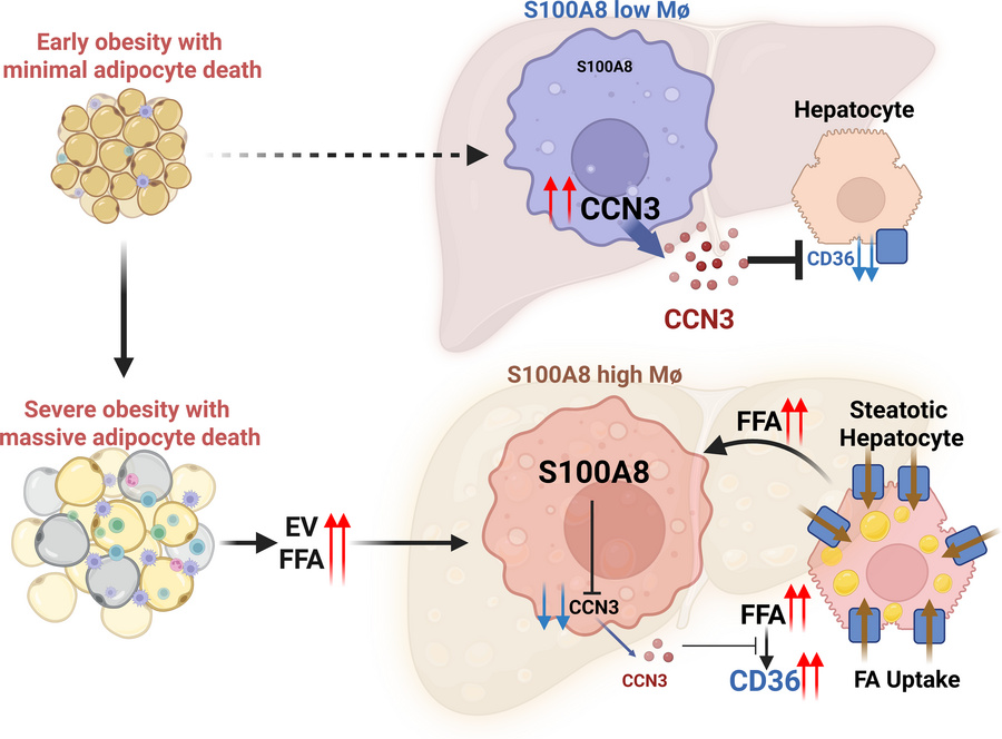 An illustration depicting how adipocyte death triggers hepatic lipid acc...