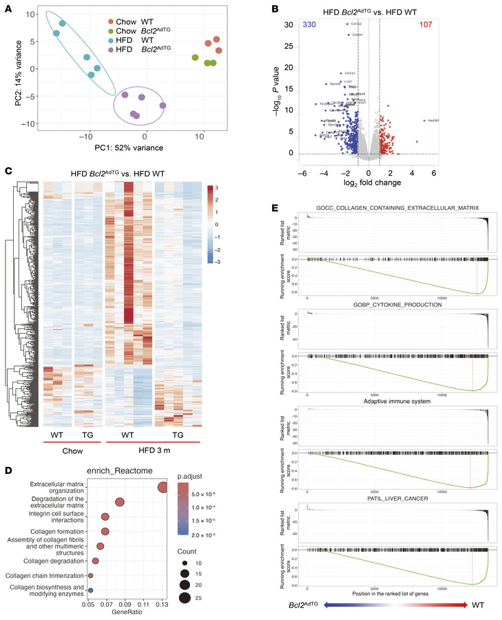 RNA-Seq analysis shows that BCL2 overexpression in adipocytes reverses g...