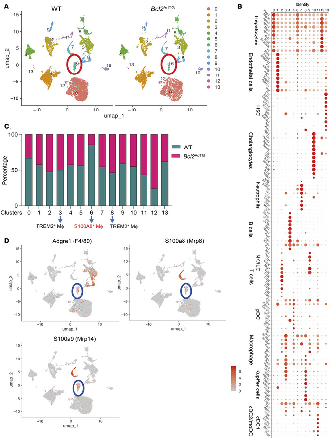 Single-cell RNA-Seq reveals an increase in S100A8+ macrophages in the li...