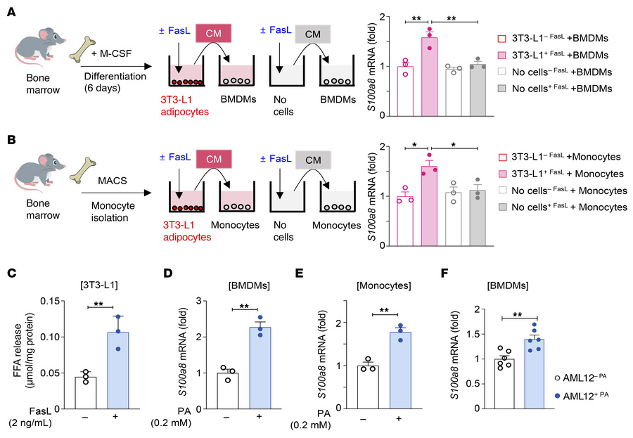 Soluble factors released by apoptotic adipocytes and hepatocytes induce ...
