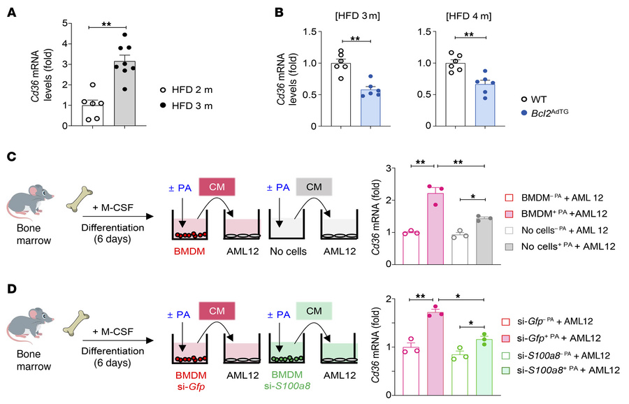 S100A8+ macrophages contribute to adipocyte death–associated Cd36 expres...