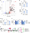 S100A8+ macrophages contribute to hepatocyte lipid accumulation by downregu