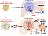 An illustration depicting how adipocyte death triggers hepatic lipid accumu