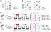 S100A8+ macrophages contribute to adipocyte death–associated Cd36 expressio