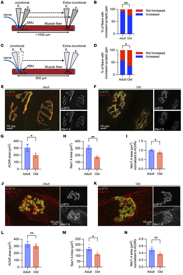 Age-related decline in localized postsynaptic excitability and reduced N...