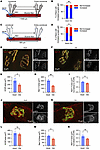 Age-related decline in localized postsynaptic excitability and reduced NaV1